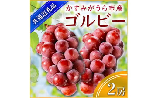 ゴルビー 2房 ＜2026年9月上旬より順次発送予定＞ (県内共通返礼品:かすみがうら市産) 先行予約 ぶどう ブドウ 葡萄 フルーツ 茨城 新鮮 (BR053)