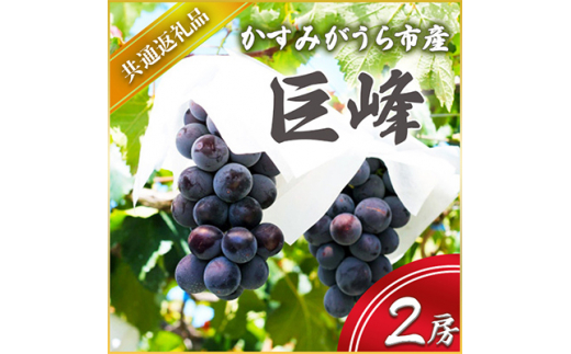 巨峰 2房 ＜2026年7月より順次発送予定＞ (県内共通返礼品:かすみがうら市産) 先行予約 ぶどう ブドウ 葡萄 フルーツ 茨城 新鮮 (BR055)