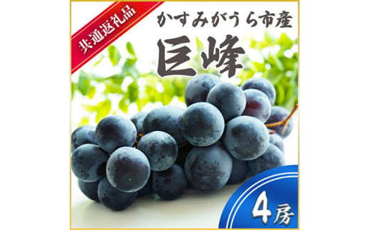 ＜2025年7月より順次発送予定＞巨峰　4房(県内共通返礼品:かすみがうら市産) (BR056)