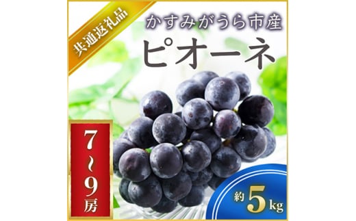 ピオーネ 約5kg 7～9房 ＜2026年7月より順次発送予定＞ (県内共通返礼品:かすみがうら市産) 先行予約 ぶどう ブドウ 葡萄 フルーツ 茨城 新鮮 (BR070)