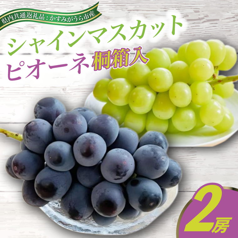 7月より順次発送予定 シャインマスカットとピオーネ桐箱入り2房(県内共通返礼品:かすみがうら市産) 先行予約 ぶどう ブドウ 葡萄 フルーツ 茨城 新鮮 数量限定 産地直送 (BR073)