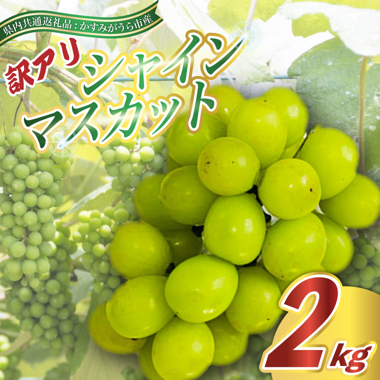 訳あり シャインマスカット 約2kg ＜2026年9月より順次発送＞ (県内共通返礼品:かすみがうら市産) 先行予約 ぶどう ブドウ 葡萄 フルーツ 茨城 新鮮 (BR076)
