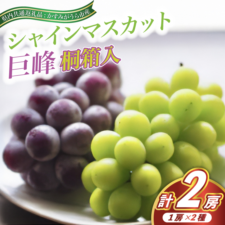 シャインマスカット と 巨峰 桐箱入り 2房 ＜2026年7月より順次発送予定＞ (県内共通返礼品:かすみがうら市産) 先行予約 ぶどう ブドウ 葡萄 フルーツ 茨城 新鮮 (BR079)