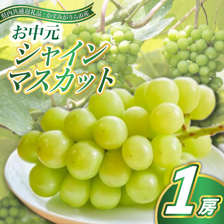 【お中元 熨斗付】 シャインマスカット1房(県内共通返礼品:かすみがうら市産) 先行予約 ギフト 贈答 ぶどう ブドウ 葡萄 フルーツ 茨城 新鮮 (BR081)