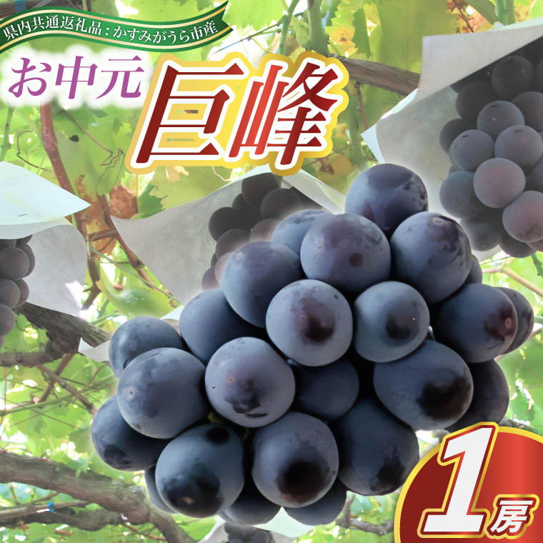 【お中元 熨斗付】 巨峰 1房 (県内共通返礼品:かすみがうら市産) 先行予約 ギフト 贈答 ぶ ぶどう ブドウ 葡萄 フルーツ 茨城 新鮮 (BR082)