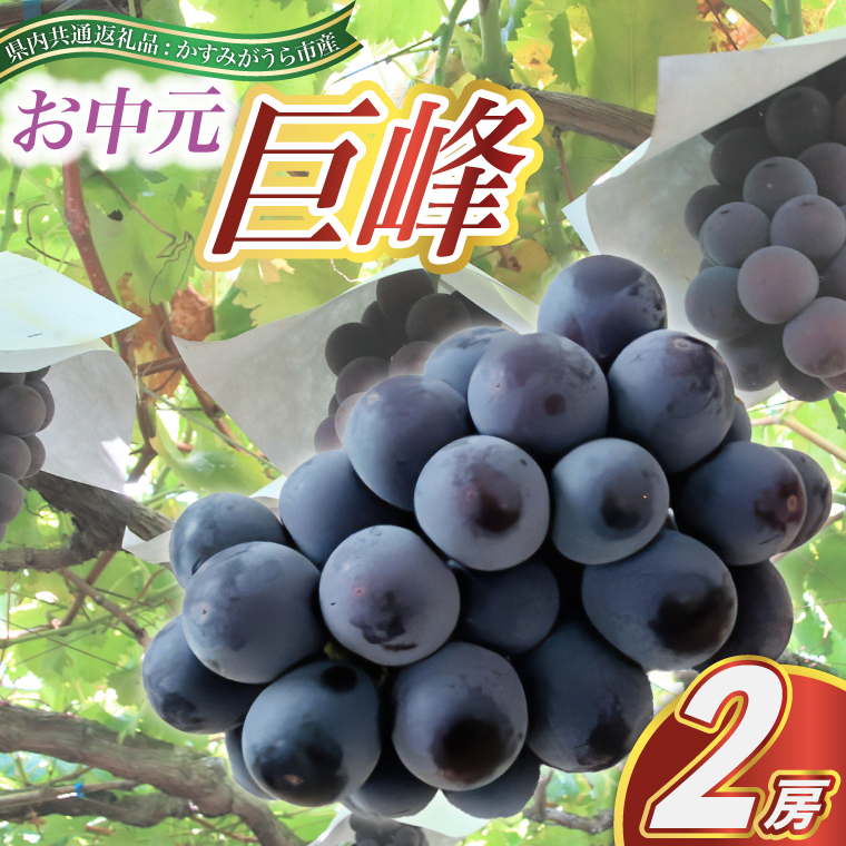 【お中元 熨斗付】 巨峰 2房 (県内共通返礼品:かすみがうら市産 ) 先行予約 ギフト 贈答 ぶどう ブドウ 葡萄 フルーツ 茨城 新鮮 (BR088)