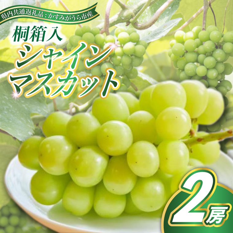 シャインマスカット 桐箱入り 2房 ＜2026年7月より順次発送＞ (県内共通返礼品:かすみがうら市産) 先行予約 ギフト 贈答 ぶどう ブドウ 葡萄 フルーツ 茨城 新鮮 (BR089)
