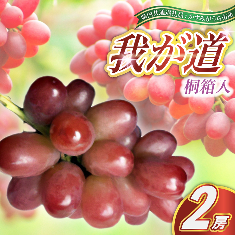 我が道 桐箱入り 2房 ＜2026年8月より順次発送予定＞ (県内共通返礼品:かすみがうら市産) 先行予約 ギフト 贈答 ぶどう ブドウ 葡萄 フルーツ 茨城 新鮮 (BR098)