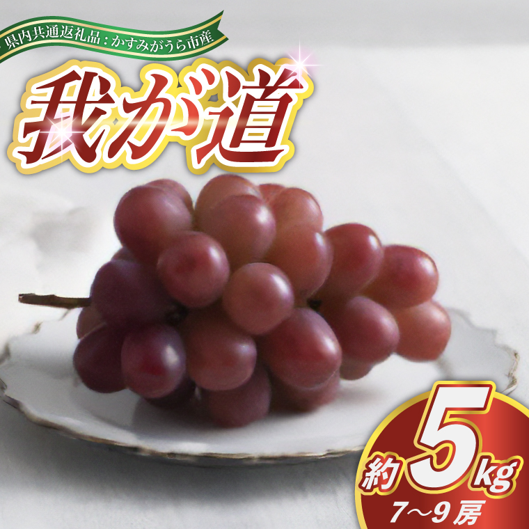 我が道 約5kg 7～9房 ＜2026年9月より順次発送予定＞ (県内共通返礼品:かすみがうら市産) 先行予約 ぶどう ブドウ 葡萄 フルーツ 茨城 新鮮 (BR100)