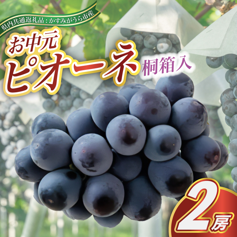 【お中元 熨斗付】 ピオーネ 桐箱入り 2房 ＜2026年8月より順次発送＞ 先行予約 ギフト 贈答 ぶどう ブドウ 葡萄 フルーツ 茨城 新鮮 (県内共通返礼品:かすみがうら市産) (BR105)