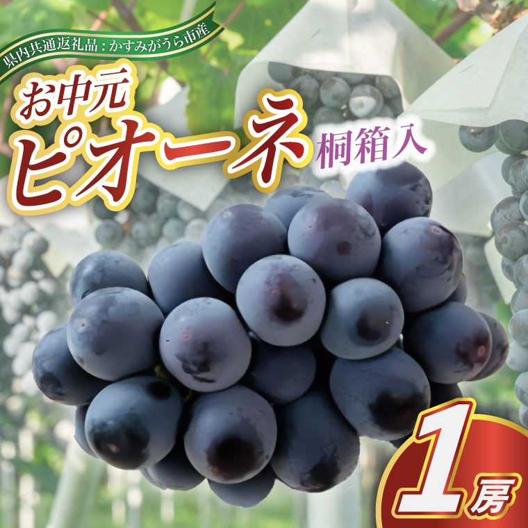 【お中元 熨斗付】ピオーネ 桐箱入り 1房 ＜2026年8月より順次発送予定＞ (県内共通返礼品:かすみがうら市産) 先行予約 ギフト 贈答 ぶどう ブドウ 葡萄 フルーツ 茨城 新鮮 (BR110)