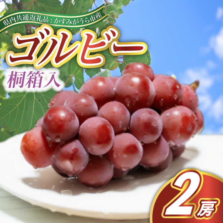 ゴルビー 桐箱入り 2房 ＜2026年9月より順次発送予定＞ (県内共通返礼品:かすみがうら市産) 先行予約 ぶどう ブドウ 葡萄 フルーツ 茨城 新鮮 (BR115)