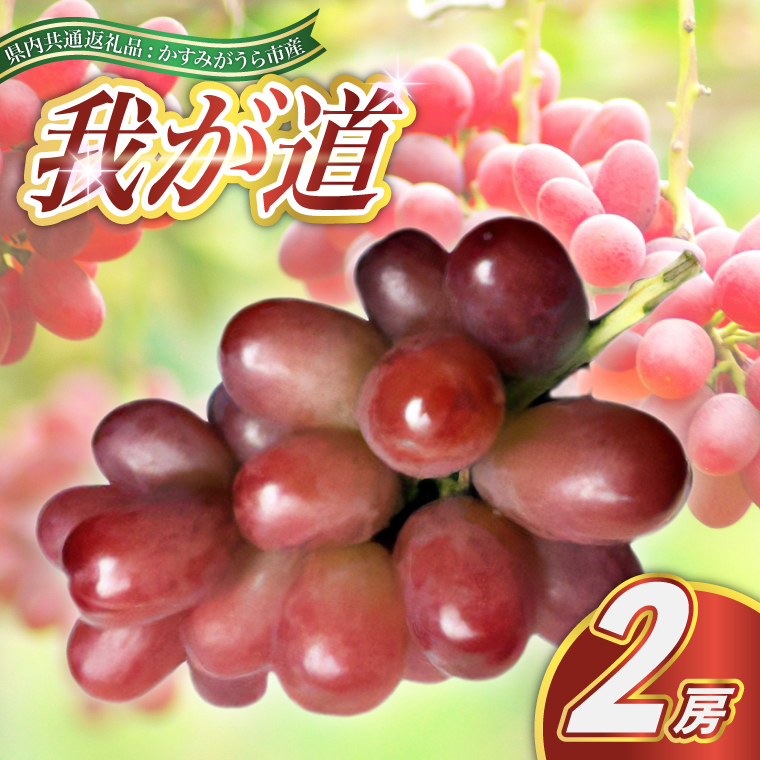 我が道 2房 ＜2026年9月より順次発送＞ (県内共通返礼品:かすみがうら市産) 先行予約 ぶどう ブドウ 葡萄 フルーツ 茨城 新鮮 (BR116)