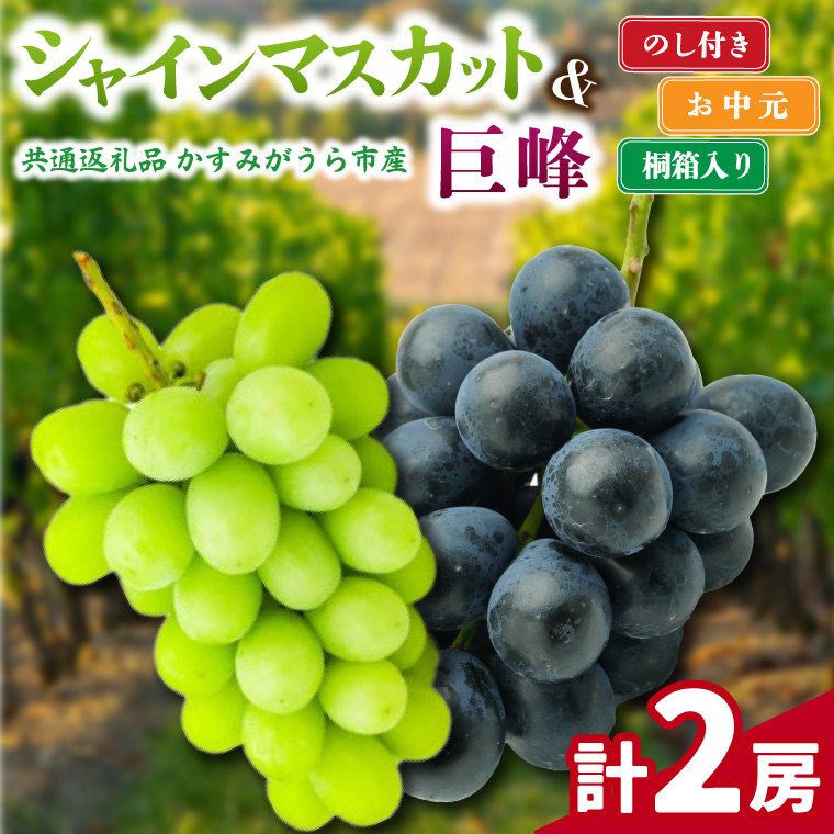 【お中元 熨斗付】 シャインマスカット と 巨峰 桐箱入り 計2房 (県内共通返礼品:かすみがうら市産) 先行予約 ギフト 贈答 ぶどう ブドウ 葡萄 フルーツ 茨城 新鮮 (BR153)