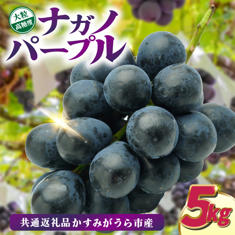 ナガノパープル5kg　県内共通返礼品:かすみがうら市産 (BR157)