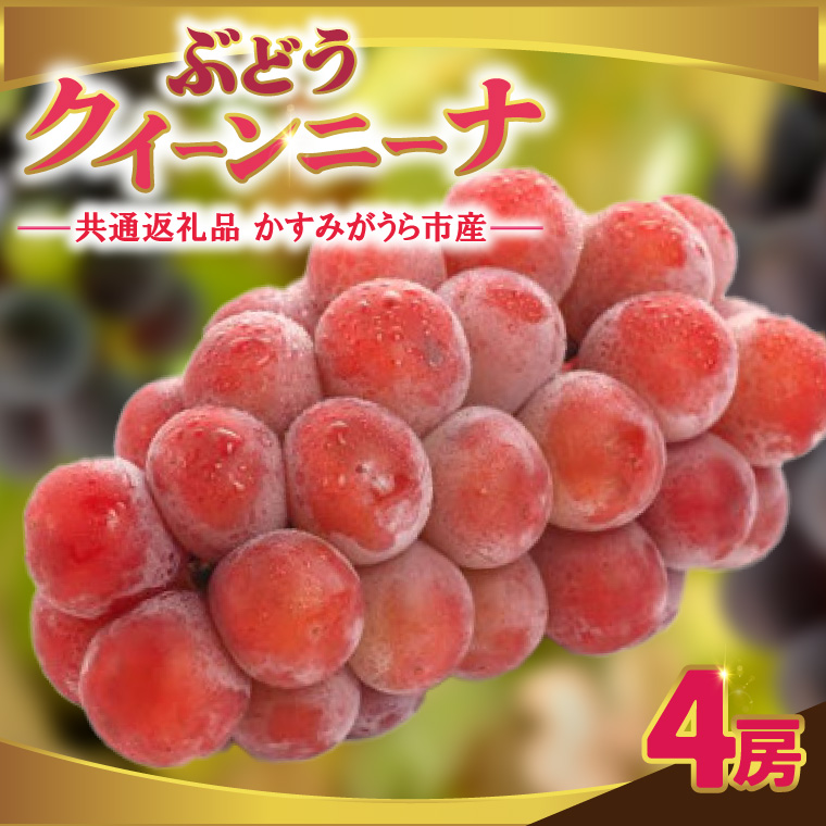 クインニーナ 4房 ＜2026年9月より順次発送＞ (県内共通返礼品:かすみがうら市産) 先行予約 ぶどう ブドウ 葡萄 フルーツ 茨城 新鮮 (BR160)