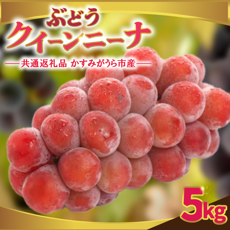 クインニーナ 約5kg ＜2026年9月より順次発送＞ (県内共通返礼品:かすみがうら市産) 先行予約 ぶどう ブドウ 葡萄 フルーツ 茨城 新鮮 (BR161)