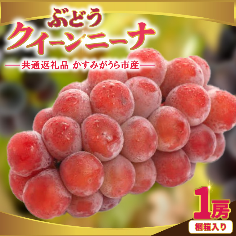クインニーナ 桐箱入り 1房 ＜2026年9月より順次発送＞ (県内共通返礼品:かすみがうら市産) 先行予約 ギフト 贈答 ぶどう ブドウ 葡萄 フルーツ 茨城 新鮮 (BR162)