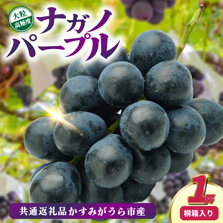 ナガノパープル桐箱入り1房　県内共通返礼品:かすみがうら市産 (BR163)