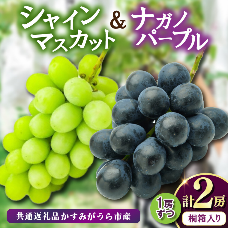 桐箱入り ナガノパープル 1房・シャイマスカット 1房 ＜2026年8月より順次発送＞ (県内共通返礼品:かすみがうら市産) 先行予約 ぶどう ブドウ 葡萄 フルーツ 茨城 新鮮 (BR164)