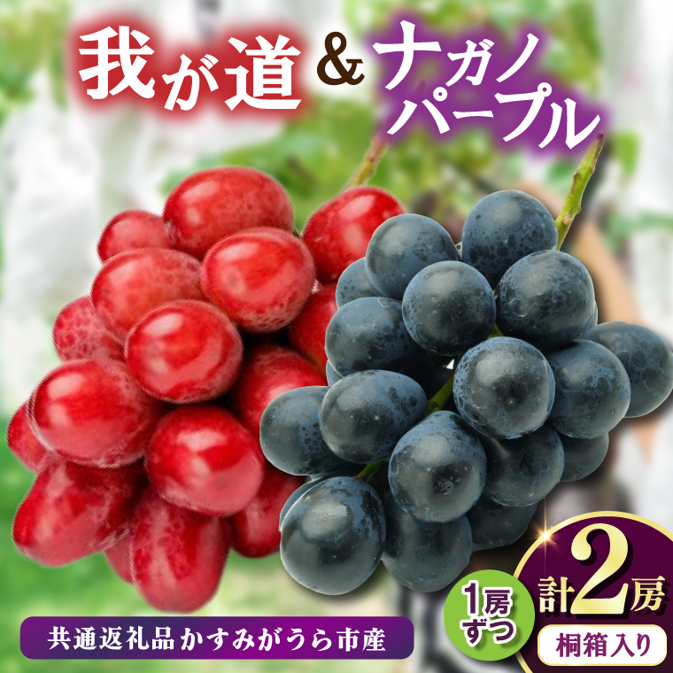 桐箱入り ナガノパープル 1房 ・我が道 1房 ＜2026年8月より順次発送＞ (県内共通返礼品:かすみがうら市産) 先行予約 ぶどう ブドウ 葡萄 フルーツ 茨城 新鮮 (BR166)