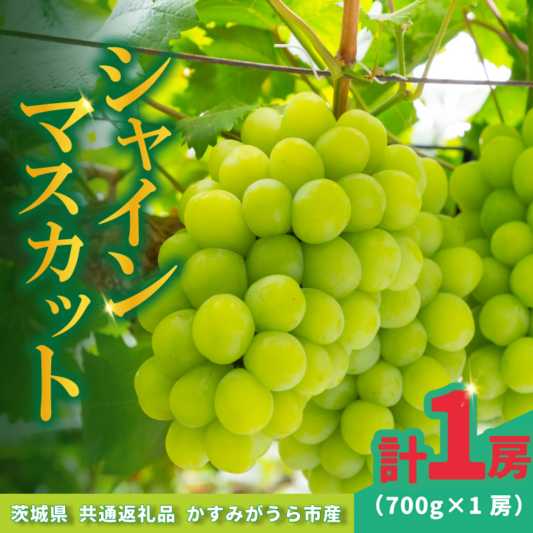 シャインマスカット 700g × 1房 ＜2026年8月より順次発送＞ (県内共通返礼品:かすみがうら市産) 先行予約 ぶどう ブドウ 葡萄 フルーツ 茨城 新鮮 (BR177)