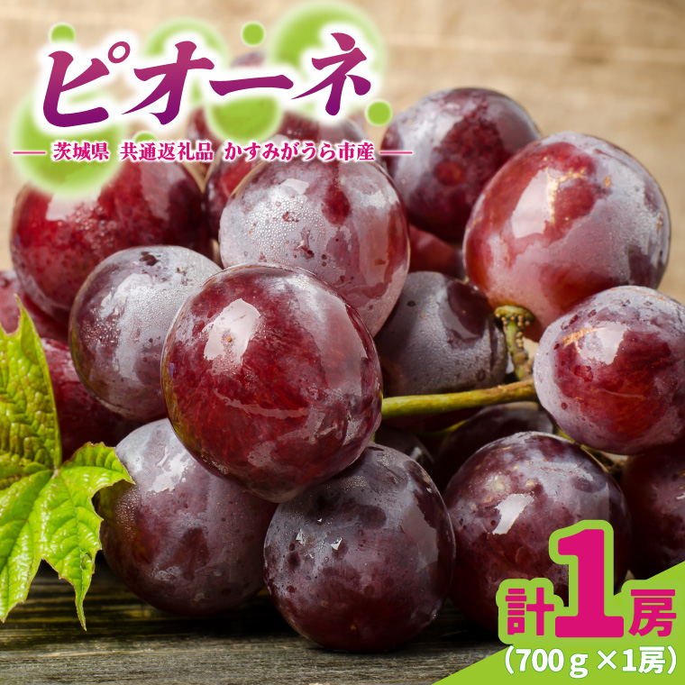 ピオーネ 700g × 1房 ＜2026年8月より順次発送＞ (県内共通返礼品:かすみがうら市産) 先行予約 ぶどう ブドウ 葡萄 フルーツ 茨城 新鮮 (BR178)