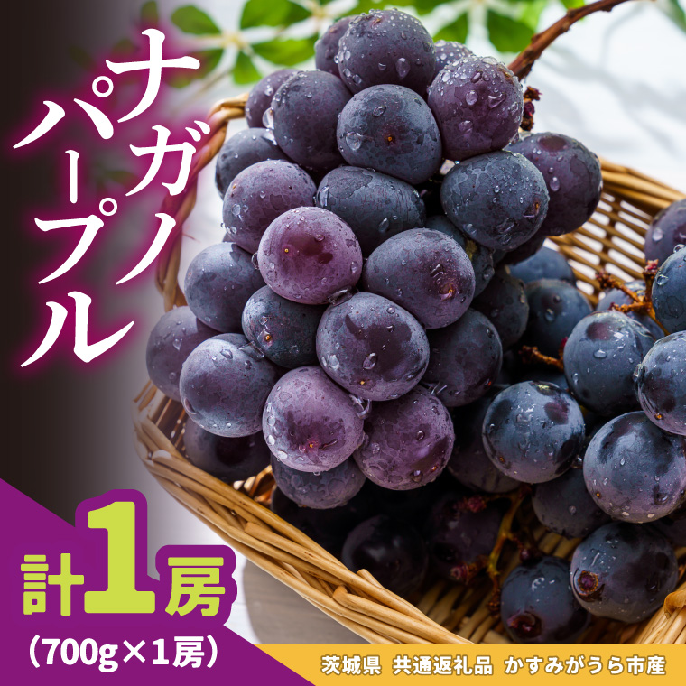 ナガノパープル 700g × 1房 ＜2026年8月より順次発送＞ (県内共通返礼品:かすみがうら市産) 先行予約 ぶどう ブドウ 葡萄 フルーツ 茨城 新鮮 (BR179)