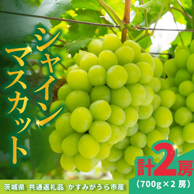 シャインマスカット 700g × 2房 ＜2026年8月より順次発送＞ (県内共通返礼品:かすみがうら市産) 先行予約 ぶどう ブドウ 葡萄 フルーツ 茨城 新鮮 (BR180)