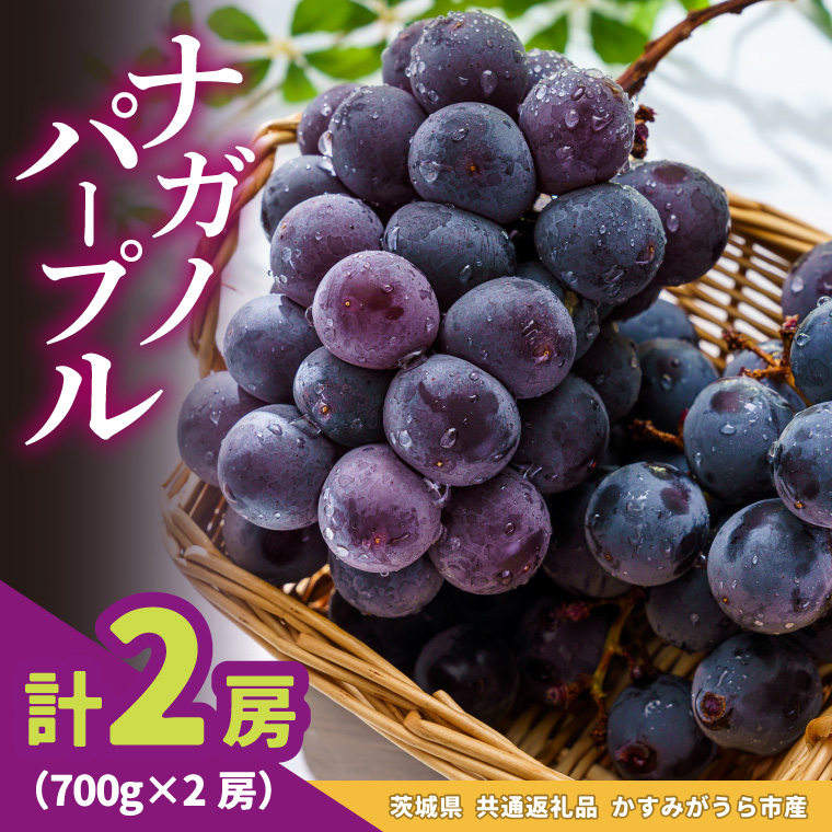 ナガノパープル700g×2房　県内共通返礼品かすみがうら市産 (BR182)