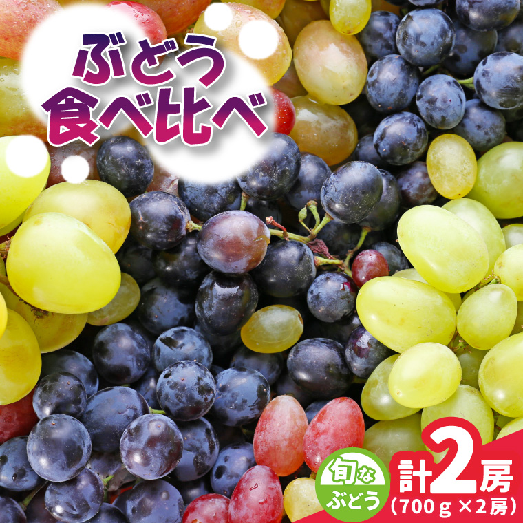 旬なぶどう おまかせ 食べ比べ 700g × 2房 ＜2026年8月より順次発送＞ (県内共通返礼品:かすみがうら市産) シャインマスカット 巨峰 ピオーネ ゴルビー クインニーナ 我が道 先行予約 ぶどう ブドウ 葡萄 フルーツ 茨城 新鮮 (BR183)