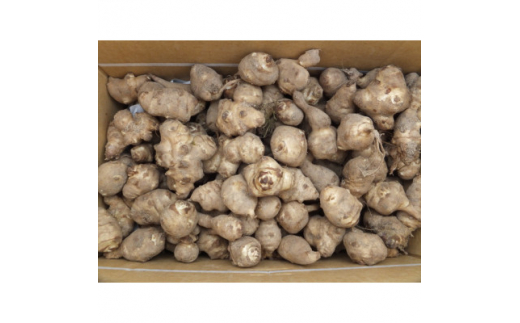 菊芋(きくいも)健康野菜5kg (BJ016)