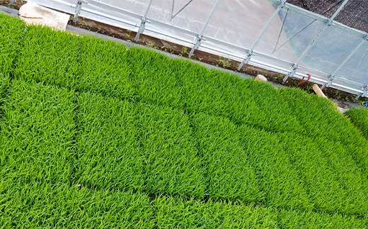 ★☆ 関東地方限定配送 ☆★ 精米 20kg(5kg×4袋) ほたる米【令和7年産】お米 米 ご飯 城里町 桂農産 ＼那珂川の清流ホタル米／【配送不可地域：関東以外】(AX011)