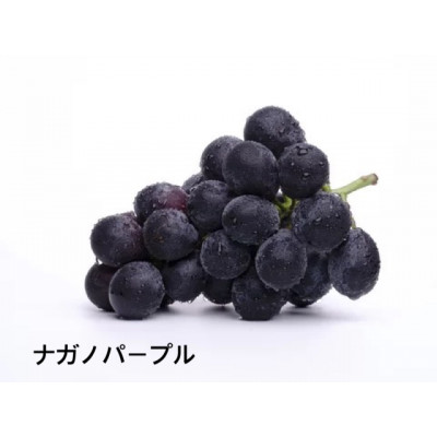 桐箱入りナガノパープル1房・シャイマスカット1房　県内共通返礼品:かすみがうら市産 (BR164)