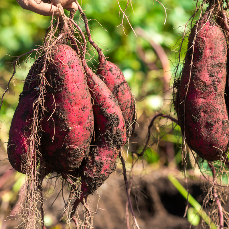 焼き芋 さつまいも 紅はるか 冷凍 1kg 冷やし焼き芋 冷凍焼き芋 デザート おやつ 甘い 冷たい ねっとり 茨城県産 ひやしやきいも れいとうやきいも べにはるか やきいも お芋 ＼暑い夏にぴったりのデザートです♪／ (BJ025)