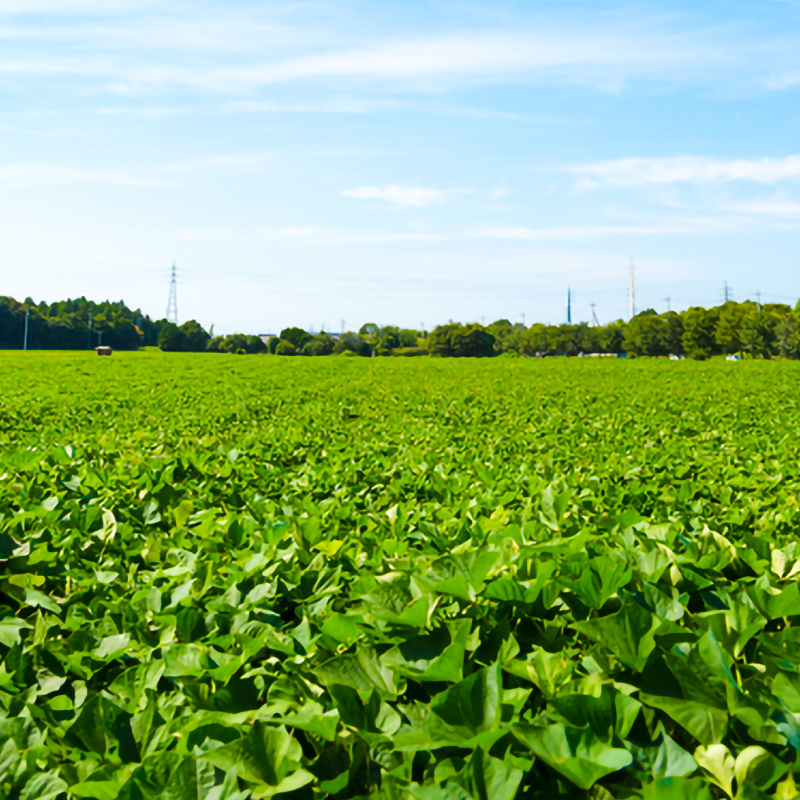 焼き芋 さつまいも 紅はるか 冷凍 1kg 冷やし焼き芋 冷凍焼き芋 デザート おやつ 甘い 冷たい ねっとり 茨城県産 ひやしやきいも れいとうやきいも べにはるか やきいも お芋 ＼暑い夏にぴったりのデザートです♪／ (BJ025)