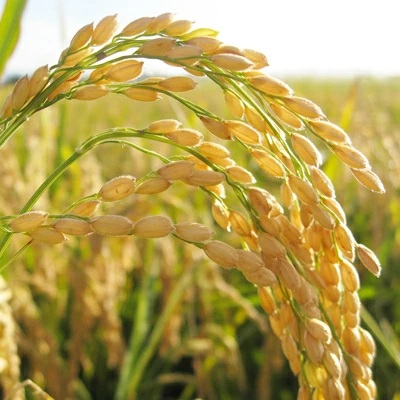 邊セ邀ウ 5kg 縺ォ縺倥ョ縺阪i繧√″ 莉、蜥7蟷エ逕」 繝九ず繝弱く繝ゥ繝。繧ュ 邊セ逋ス邀ウ 縺顔アウ 邀ウ 縺秘」ッ縲宣埼∽ク榊庄蝨ー蝓滂シ夐屬蟲カ縲 (AX013)