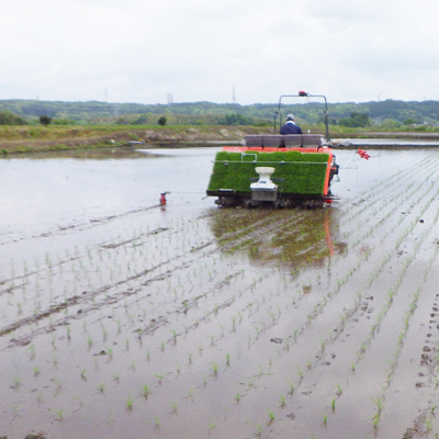 ★☆ 関東地方限定配送 ☆★ 精米 10kg(5kg×2袋) しきゆたか【令和7年産】お米 米 ご飯 城里町 桂農産 シキユタカ【配送不可地域：関東以外】 (AX003)