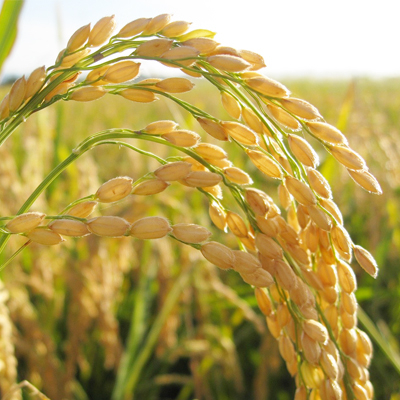 繧ウ繧キ繝偵き繝ェ 辟。豢礼アウ 5kg 莉、蜥7蟷エ逕」 笘髢「譚ア蝨ー譁ケ髯仙ョ夐埼≫ 繧ケ繝斐シ繝牙コ闕キ 譛遏ュ3ス7蝟カ讌ュ譌・蜃コ闕キ 邊セ邀ウ 邀ウ 繧ウ繝。 縺薙a 蜊倅ク邀ウ 髯仙ョ 蝗ス逕」 鄒主袖縺励> 縺顔アウ 縺翫%繧 縺翫さ繝。 闌ィ蝓守恁 蝓朱檎伴逕」 (AX015)