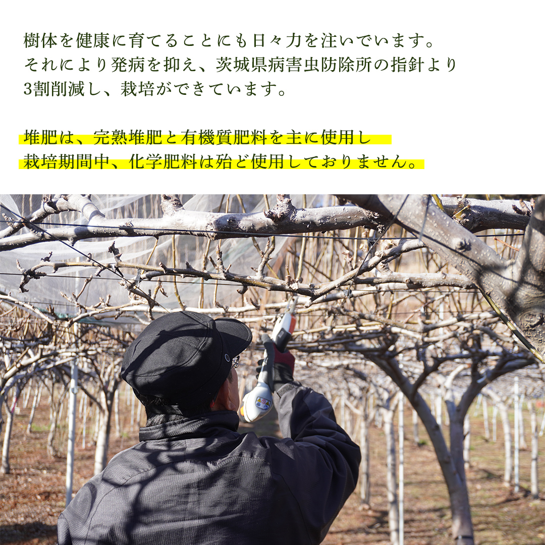 ïŒèŸ²å®¶çŽéïŒæ¢š çç§ 4ïœ6å(çŽ3kg) å
è¡äºçŽ 2026幎çºé å®ç ãã«ãŒã æç© ç£å°çŽé ç³åºŠ é«ã 梚 èšå äººæ° (BB005)