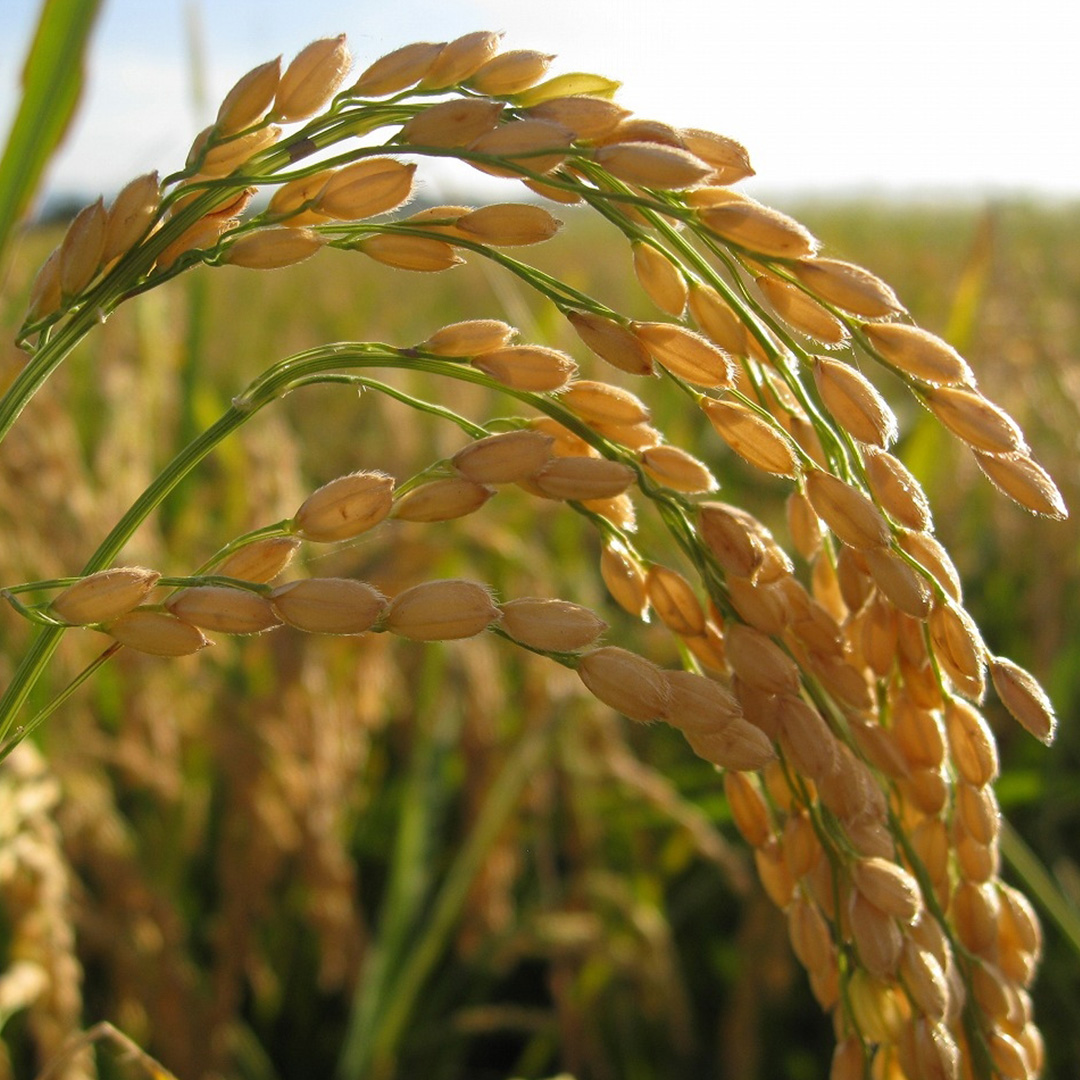 【最短3～7営業日出荷】 コシヒカリ 精米 5kg 令和7年産 産地直送 茨城県 城里町 精白米 米 ご飯 こしひかり 米 白米 精米 単一原料米 (AX018)