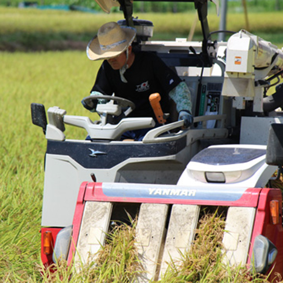 【最短3～7営業日出荷】 コシヒカリ 精米 5kg 令和7年産 産地直送 茨城県 城里町 精白米 米 ご飯 こしひかり 米 白米 精米 単一原料米 (AX018)