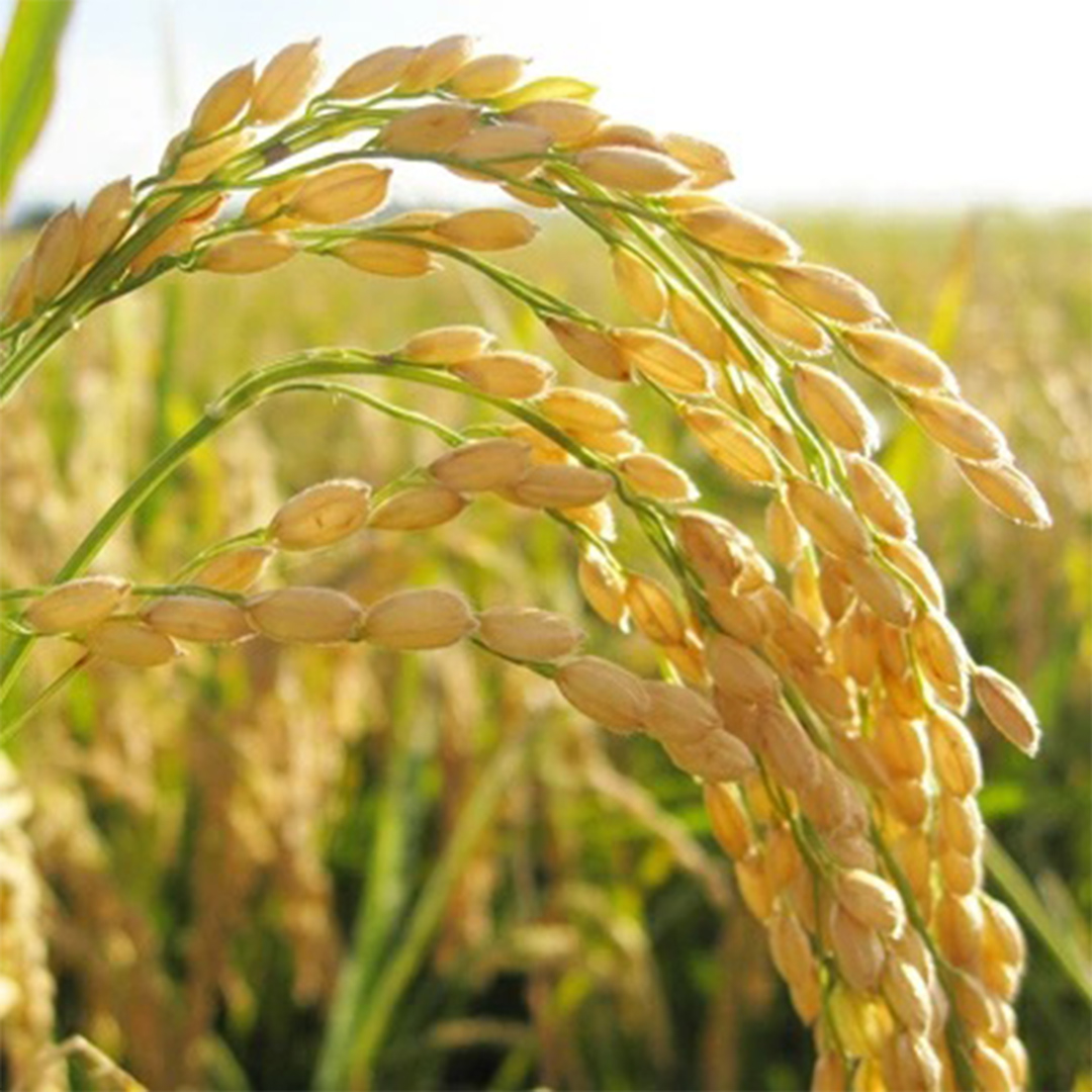 【令和8年産】 コシヒカリ 精米 5kg 2026年9月発送開始 関東地方限定配送 先行予約 産地直送 茨城県 城里町 新米 精白米 米 ご飯 こしひかり 米 白米 精米 単一原料米 (AX016)