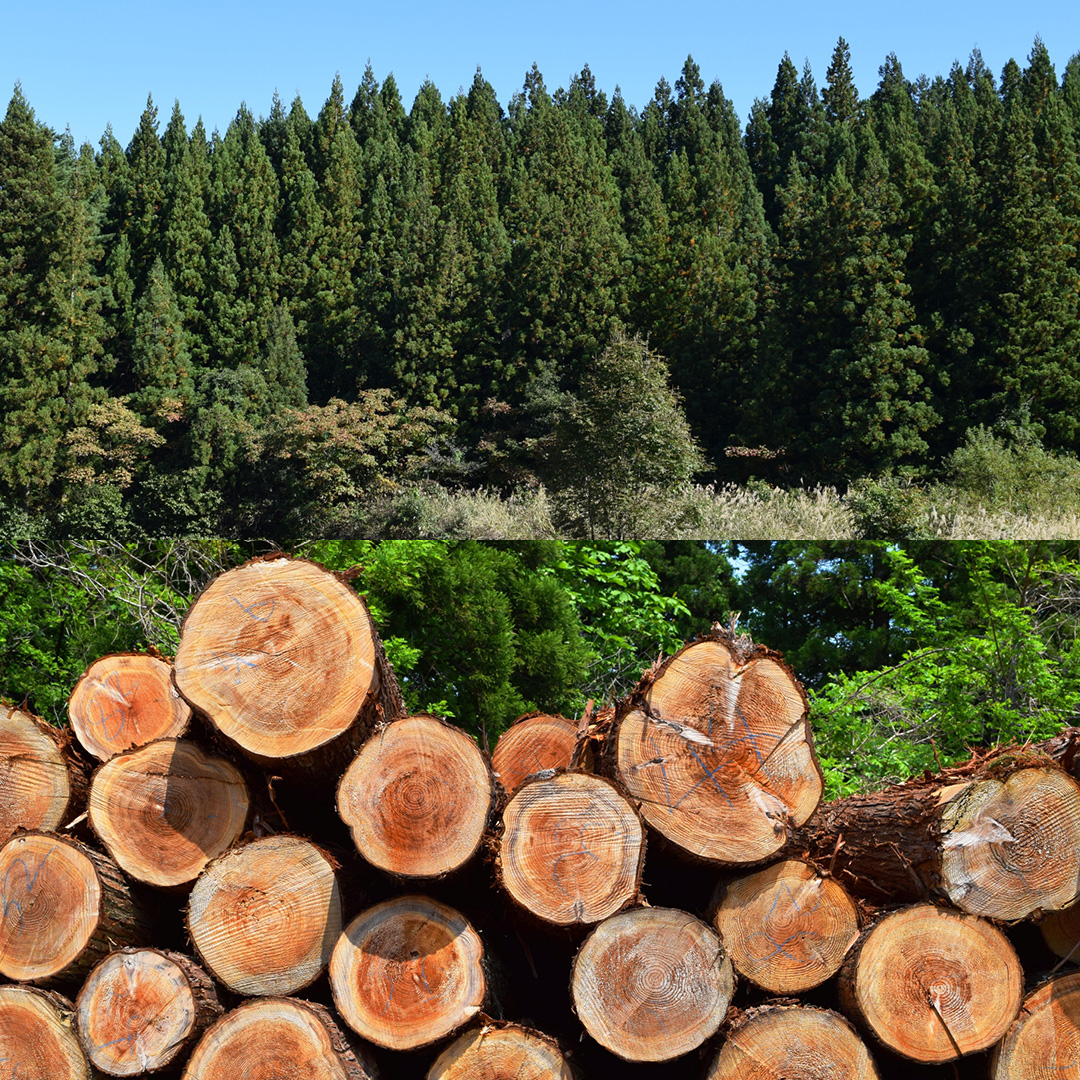 杉無垢材の一輪挿し　花瓶　高さ15cm　(中サイズ) 杉 スギ 花瓶 花差し  国産 木材 茨城県 城里町 (AT006)