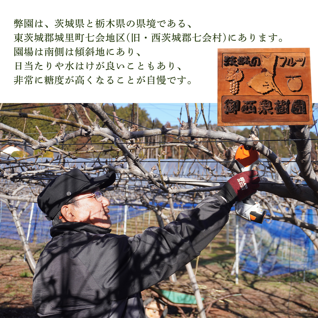 【先行予約】旬の品種を厳選！梨 品種 おまかせ 4～6個 （ 約3kg ） 2026年先行予約 農家直送 恵水 王秋 あきあかり あきづき りんか 完熟 フルーツ 果物 産地直送 糖度 高い 梨 茨城 人気 （BB008）