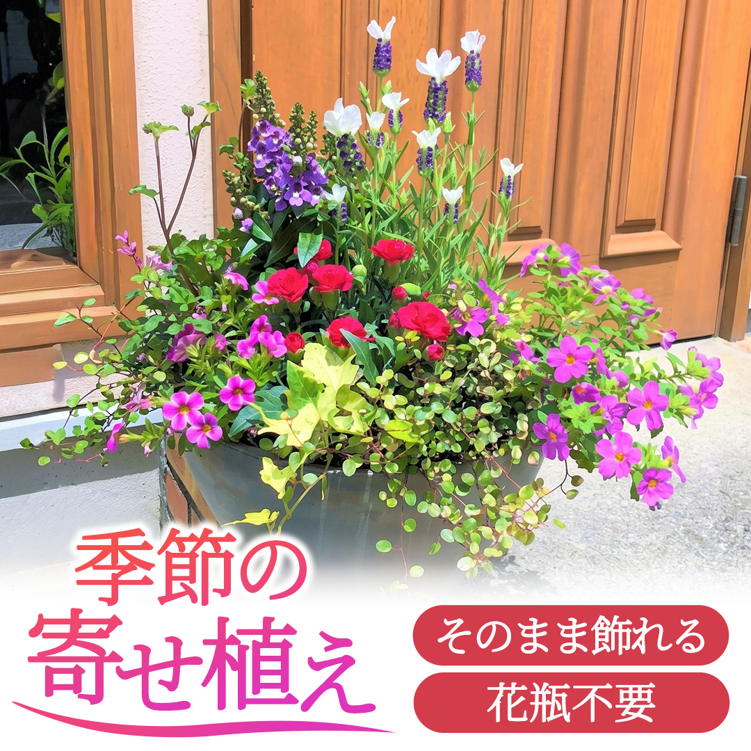 季節の寄せ植え＜花わたひき＞花 お花 季節の花 生花 記念日 誕生日 自宅用 インテリア 部屋飾り 装飾 贈答 ギフトプレゼント おしゃれ 茨城県 城里町 (BY002)