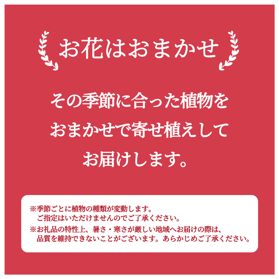 季節の寄せ植え＜花わたひき＞花 お花 季節の花 生花 記念日 誕生日 自宅用 インテリア 部屋飾り 装飾 贈答 ギフトプレゼント おしゃれ 茨城県 城里町 (BY002)