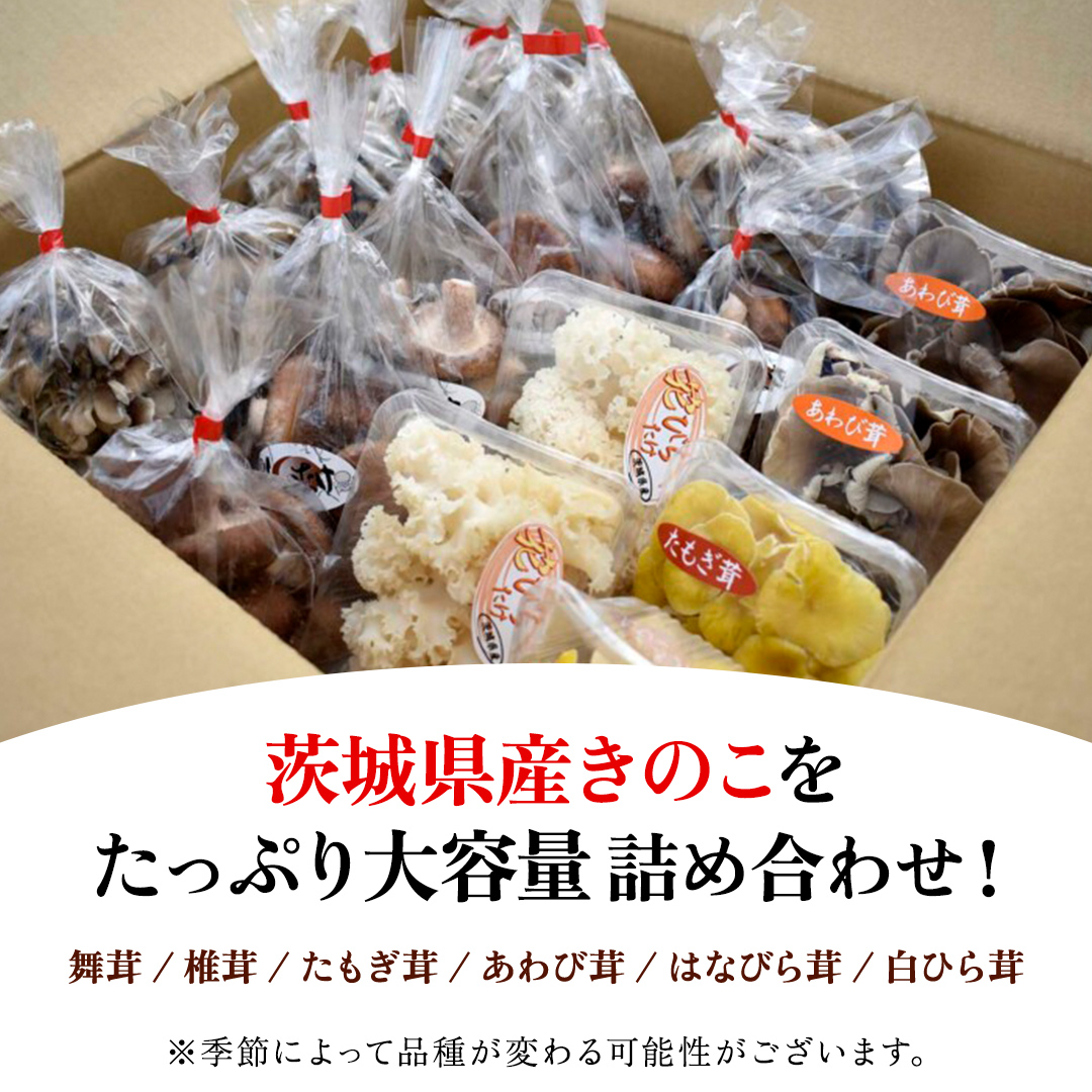 きのこ 6種 詰め合わせ 約3.6kg 【 保存用フリーザーバック 20枚付き 】 大容量 キノコ 舞茸 あわび茸 たもぎ茸 しいたけ 花びら茸 セット 鍋 炒め物 （AU006）