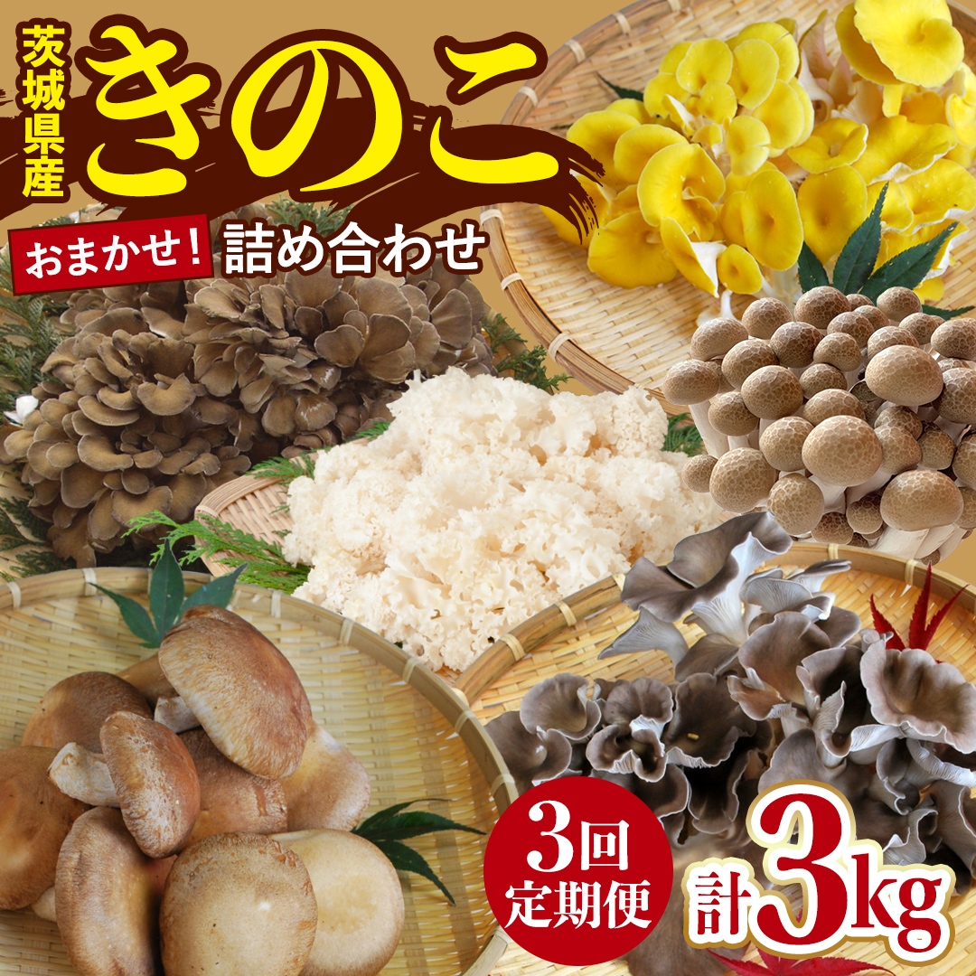 【 3ヶ月 連続定期便 】 きのこ の 詰め合わせ Sサイズ 約1kg 大容量 キノコ 舞茸 あわび茸 たもぎ茸 しいたけ ぶなしめじ セット 鍋 炒め物 茨城県 城里町産 定期便 (AU007)