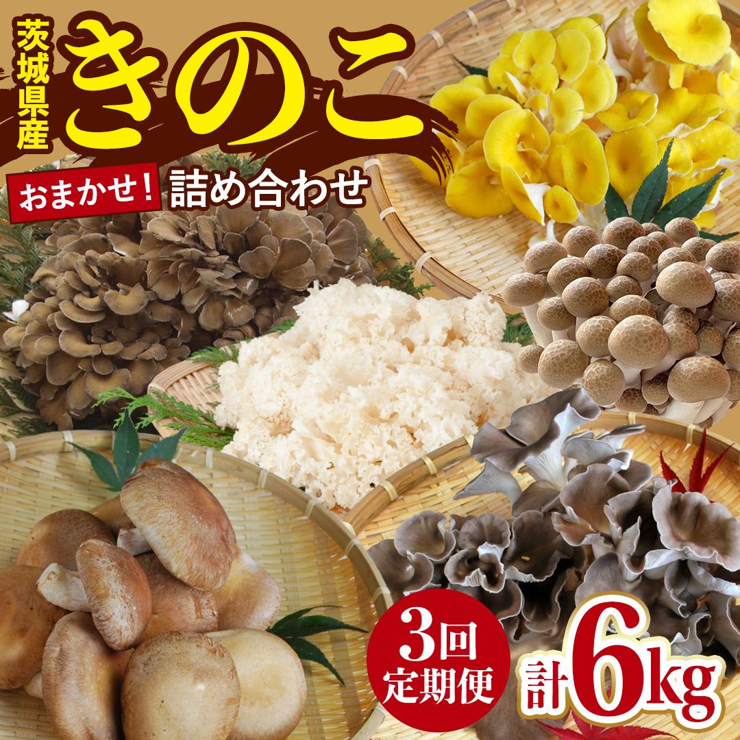 【 3ヶ月 連続定期便 】 きのこ の 詰め合わせ Lサイズ 約2kg 大容量 キノコ 舞茸 あわび茸 たもぎ茸 しいたけ ぶなしめじ 花びら茸 セット 鍋 炒め物 茨城県 城里町産 定期便 (AU009)